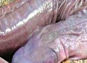 Penis snake discovered in Brazil