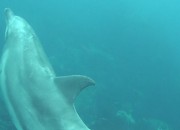 dolphin swimmin