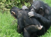 social grooming in primates